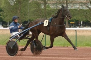 Nouba Du Saptel fut la femelle la mieux placé au cours des dernières éditions du Grand Prix D'Amérique..