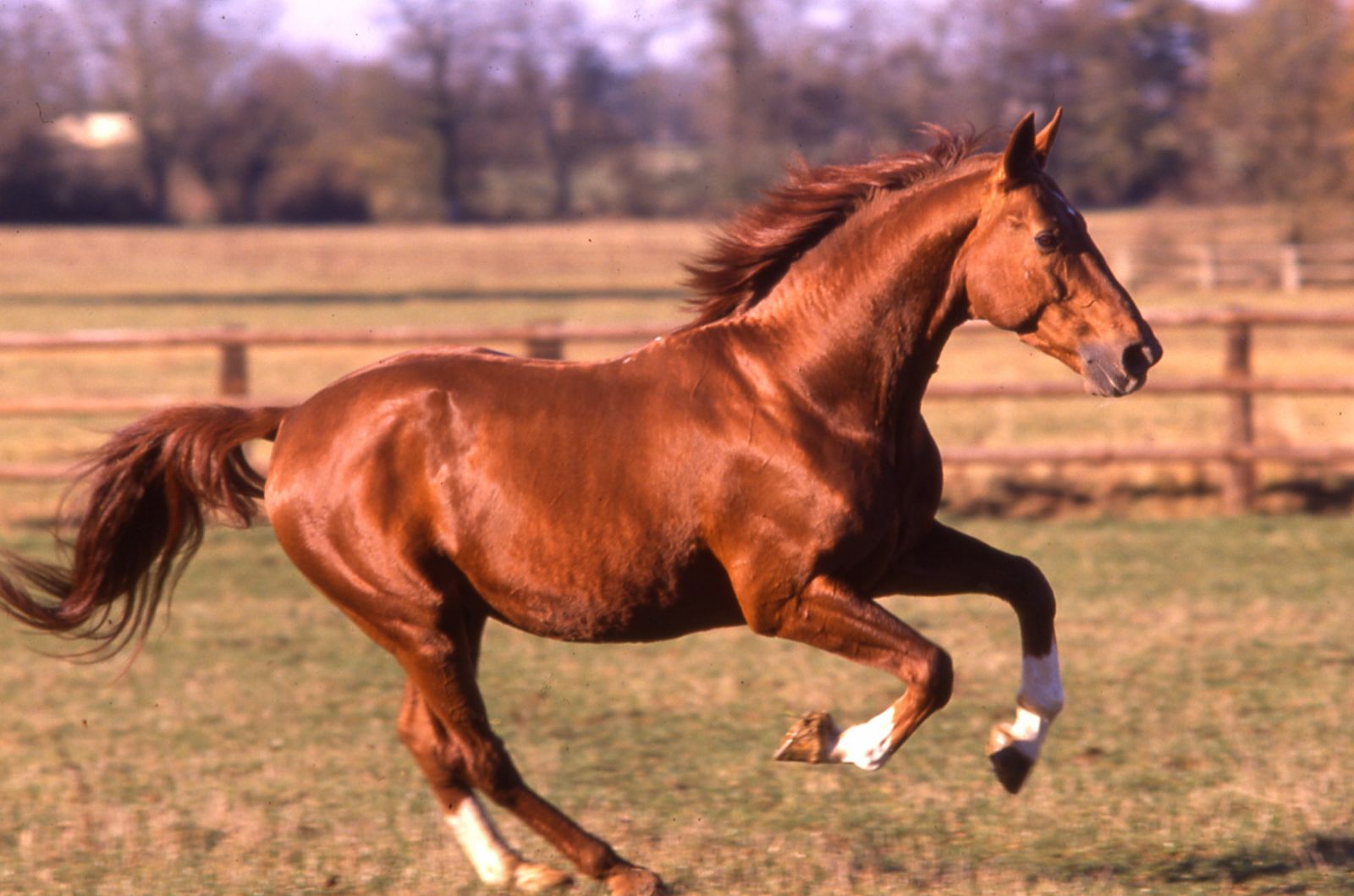 Cheval en parfaite santé avec un poil magnifique