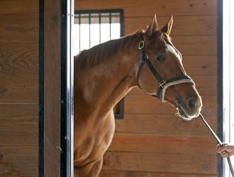 Cheval de référence pour le handicapeur indispensable pour le Pronostic PMU