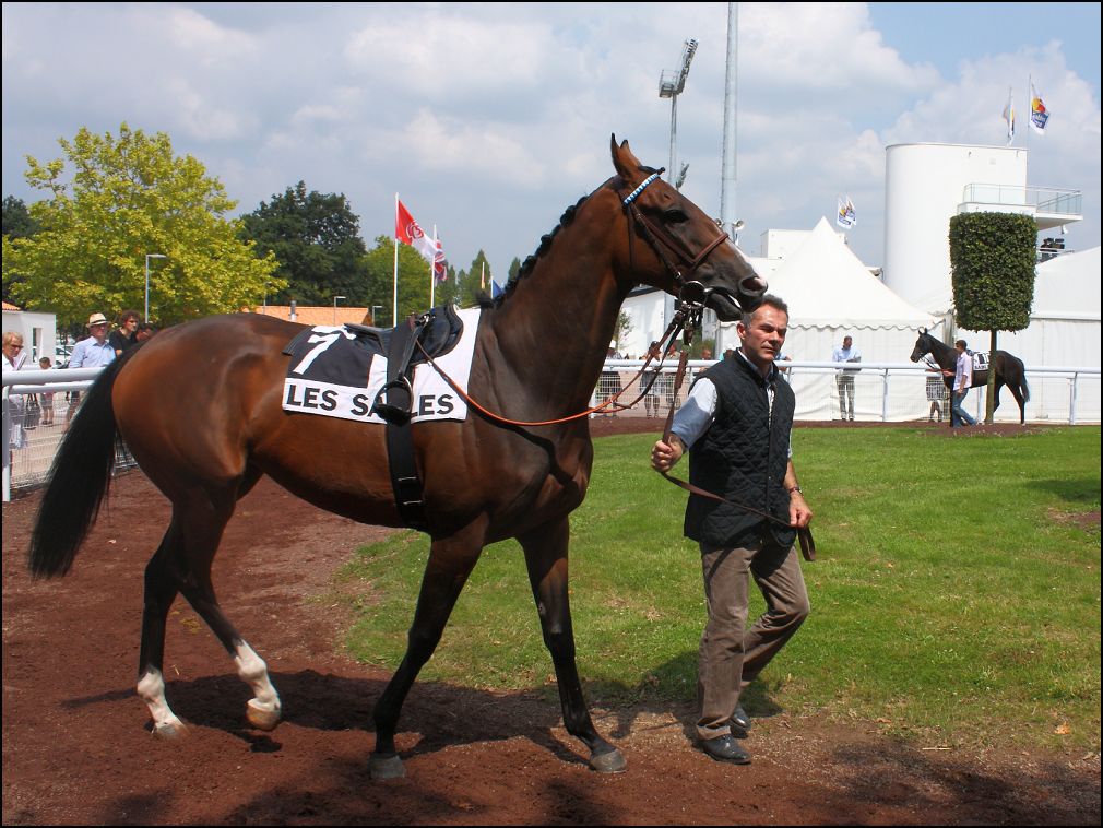 Etudier le cheval dans le rond de présentation pour faire le pronostic PMU gagnant