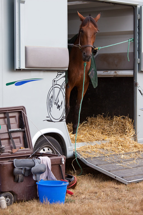 Le cheval attend sont entraîneur dans son box avant la course.