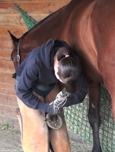 Entretien des fers d'un cheval de course