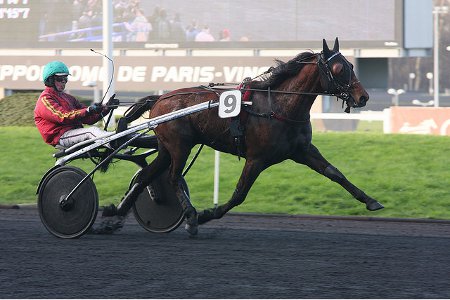 Cheval numéro 9 d'une course de trot attelé