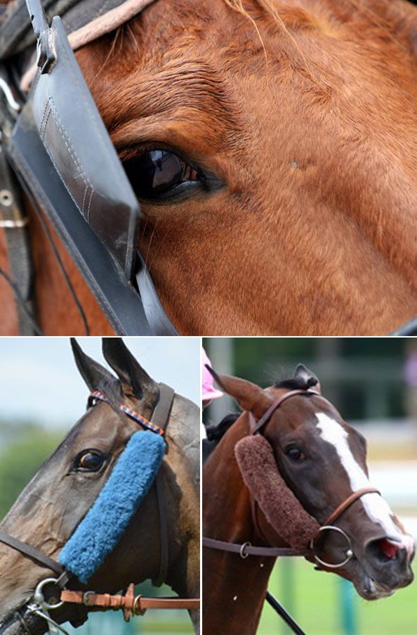 Exemples des 2 types d'oeillères couramment utilisées dans les courses hippiques