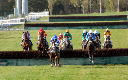 Chevaux engagés dans une course de saut de haies