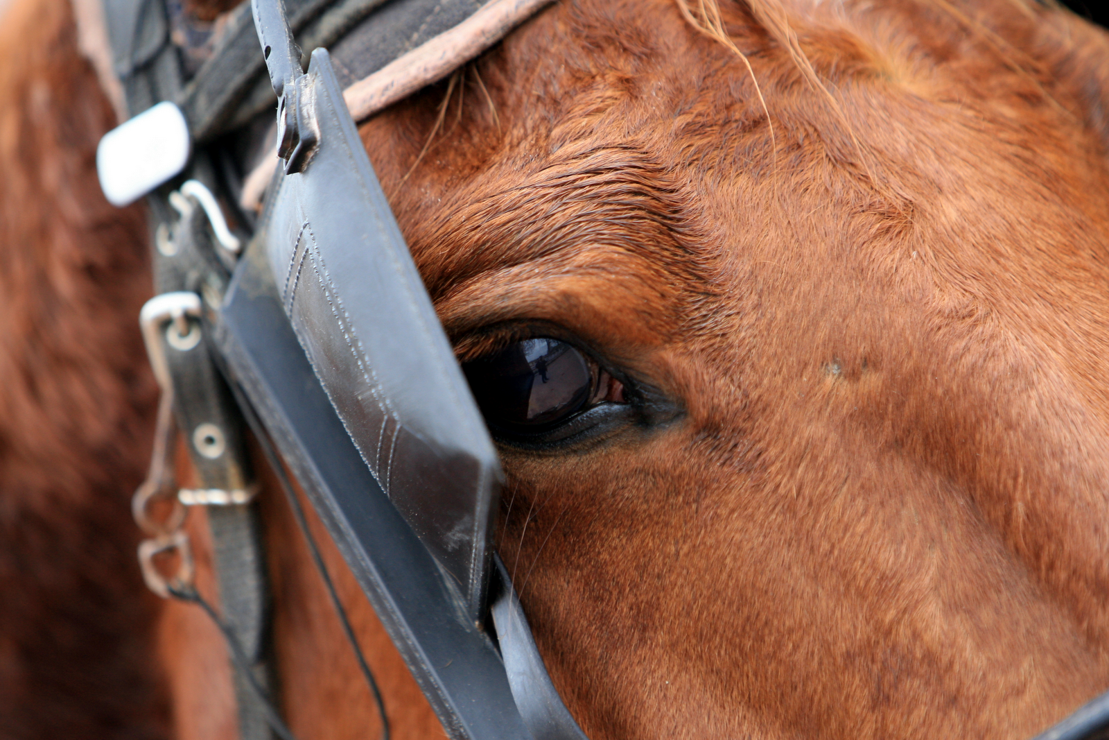 Enfin un record du monde de distance bien français  Oeilleres-cheval-pmu