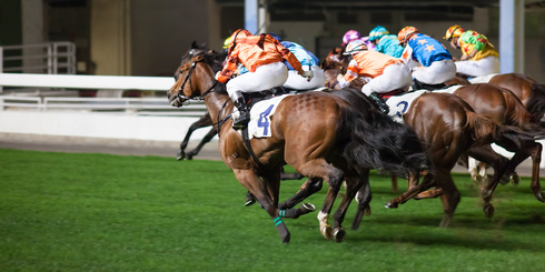 Cheval de course dans une épreuve de plat.