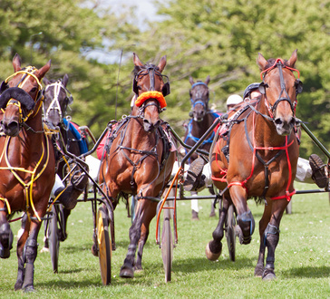 Chevaux en pleine épreuve de trot attelé.