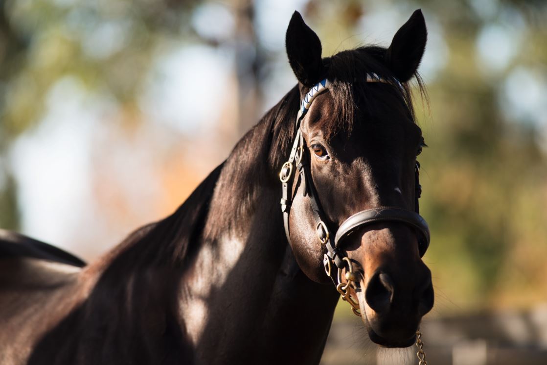 Cheval supplémenté pour participer à une course en enregistrement tardif