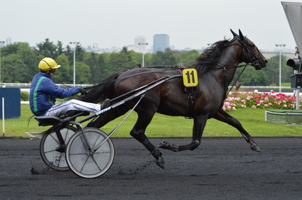 Course de trot attelé